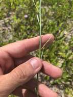 Image de Polygonella gracilis (Nutt.) Meisn.