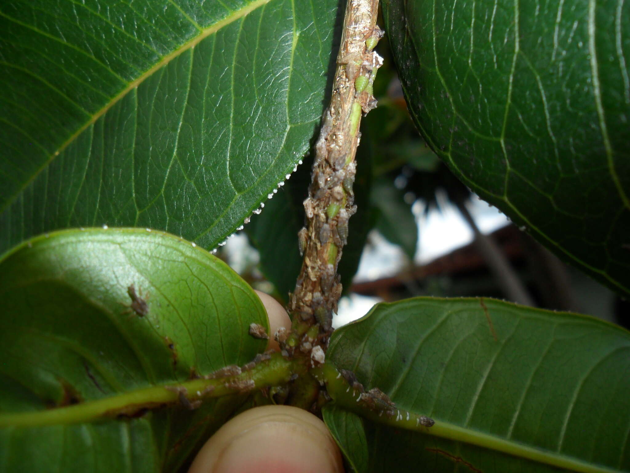 Image of Leioscyta spiralis Haviland