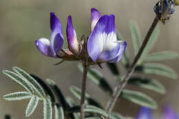 Image of Emory's milkvetch