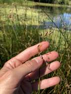 Image of slender bulrush