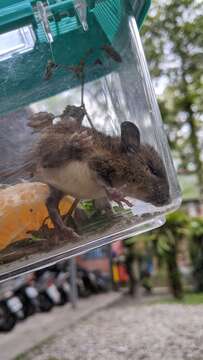 Image of Coxing's White-bellied Rat