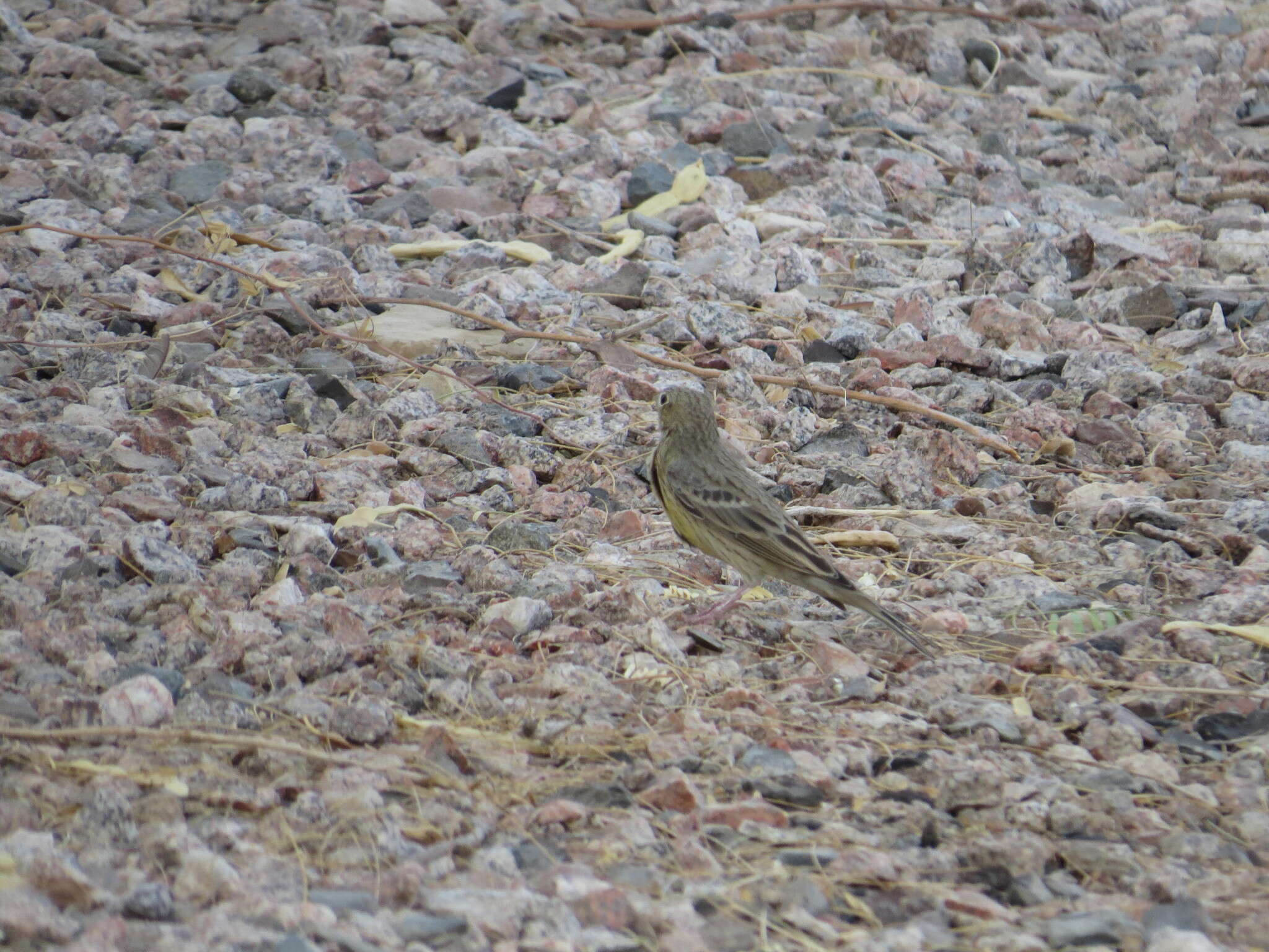 Image of Cinereous Bunting