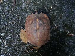 Image of Spiny turtle