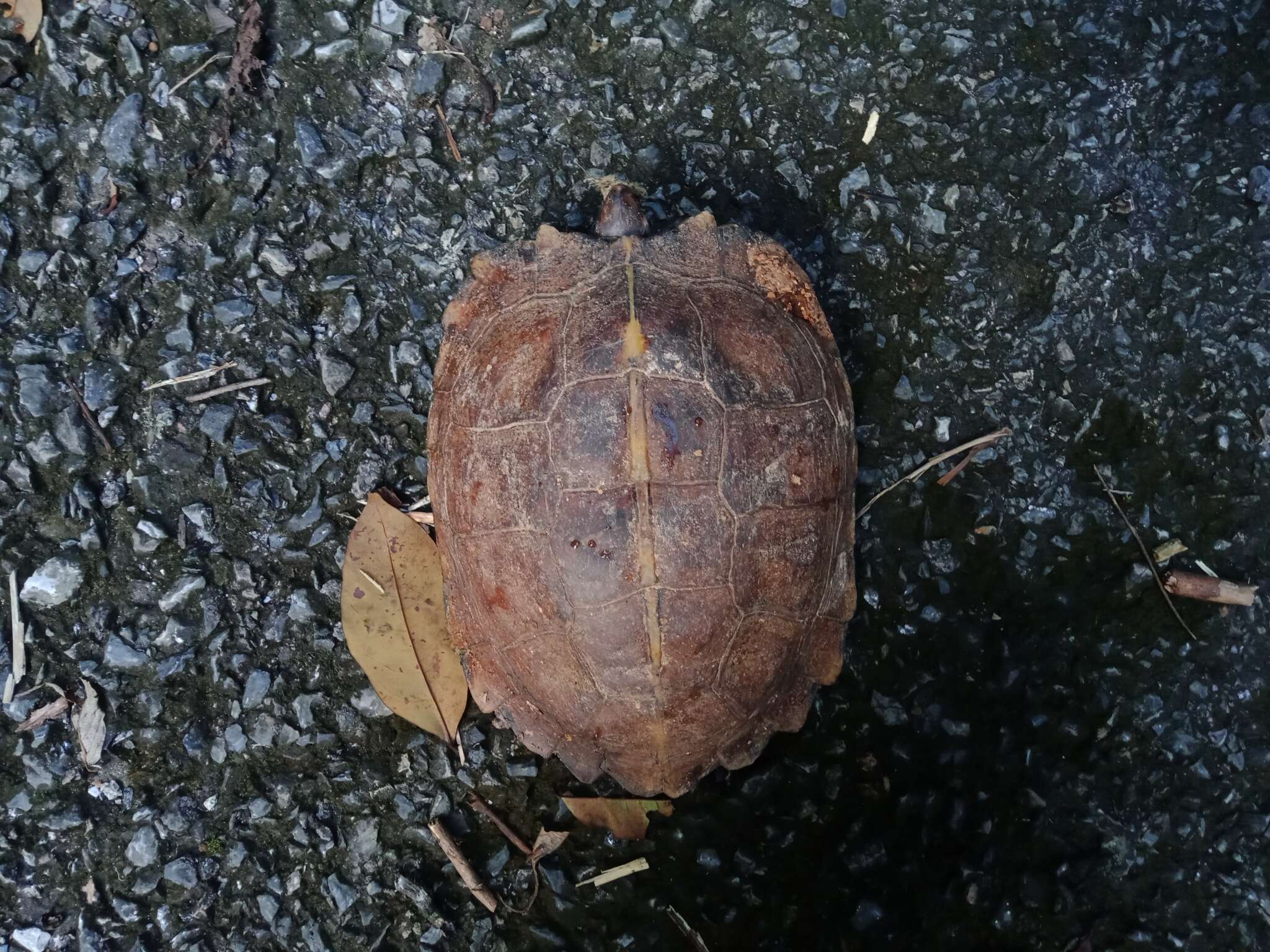 Image of Spiny turtle