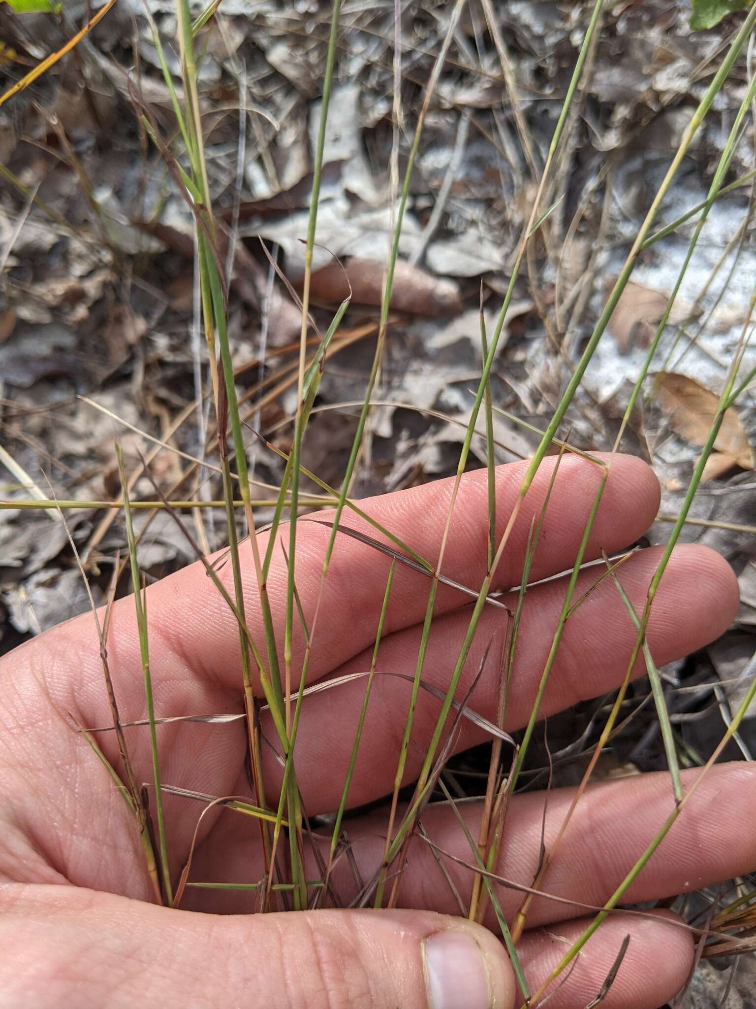 Schizachyrium niveum (Swallen) Gould resmi