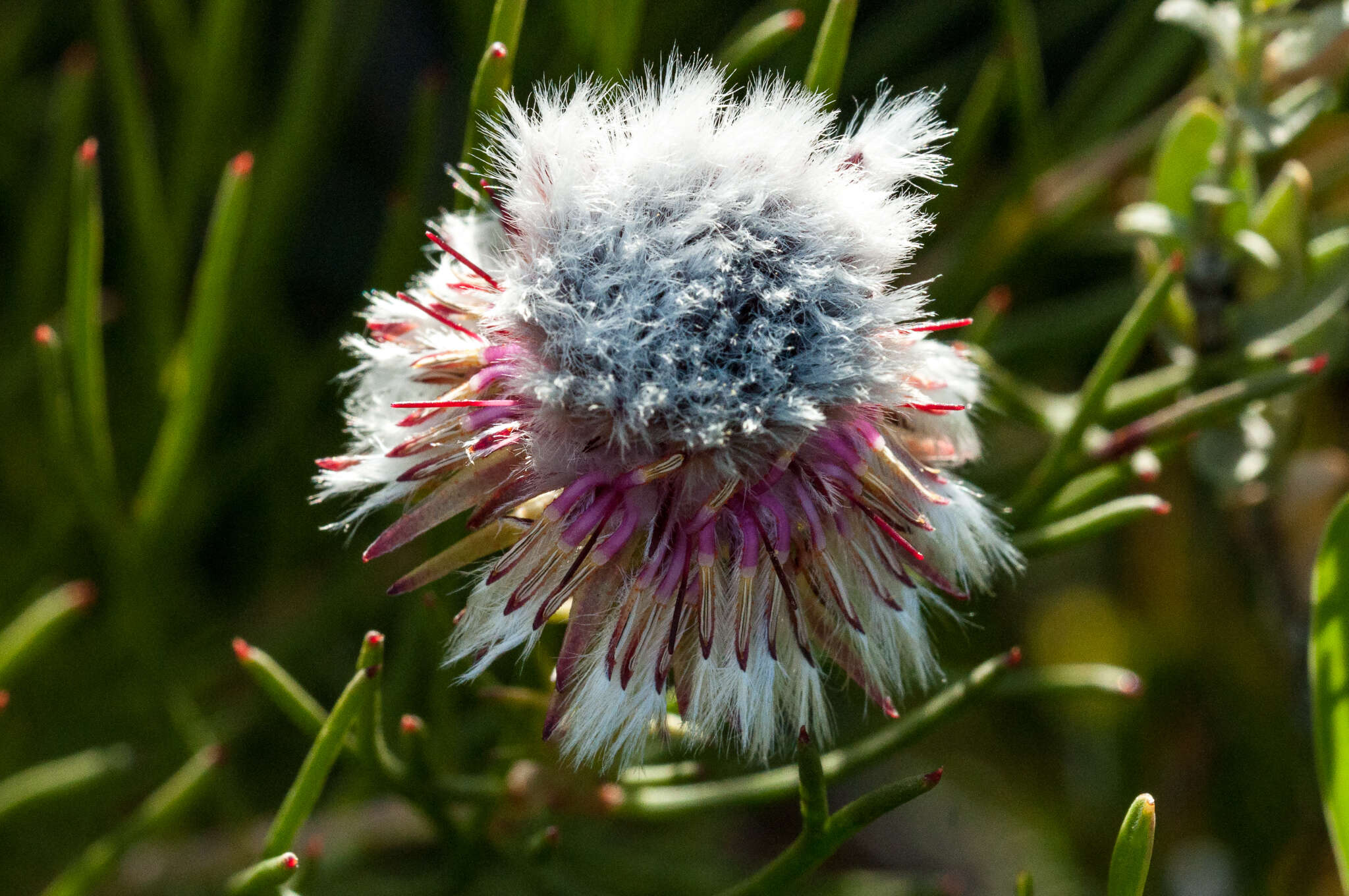 Image of Serruria heterophylla Meissn.