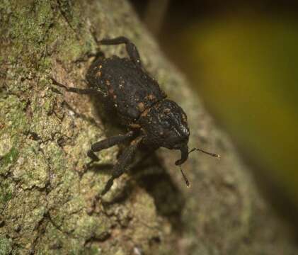 Слика од Stenoporopterus