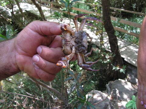 Image of Potamon pelops Jesse, Schubart & Klaus 2010