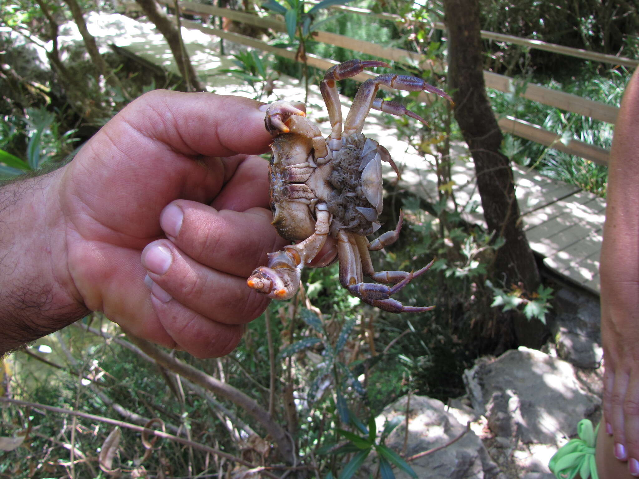 Image of Potamon pelops Jesse, Schubart & Klaus 2010