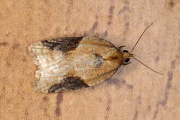 Image of broad-barred button moth