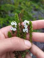 Image of Epacris pauciflora A. Rich.