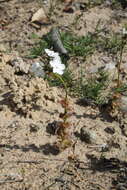 Image of Drosera platypoda Turcz.