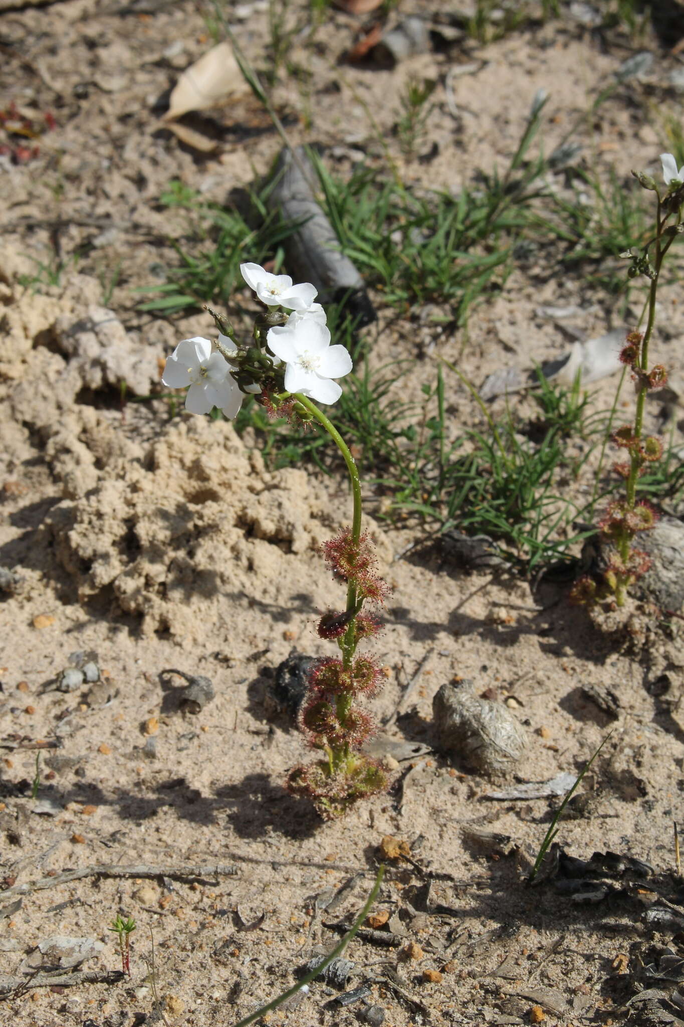 Imagem de Drosera platypoda Turcz.