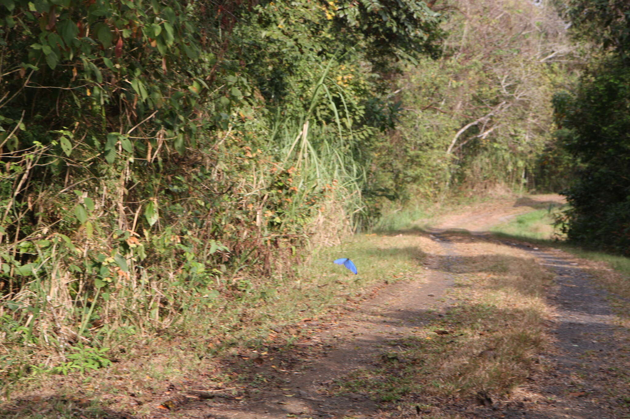 Image of Morpho menelaus amathonte