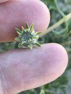 Image of Encelia frutescens var. frutescens