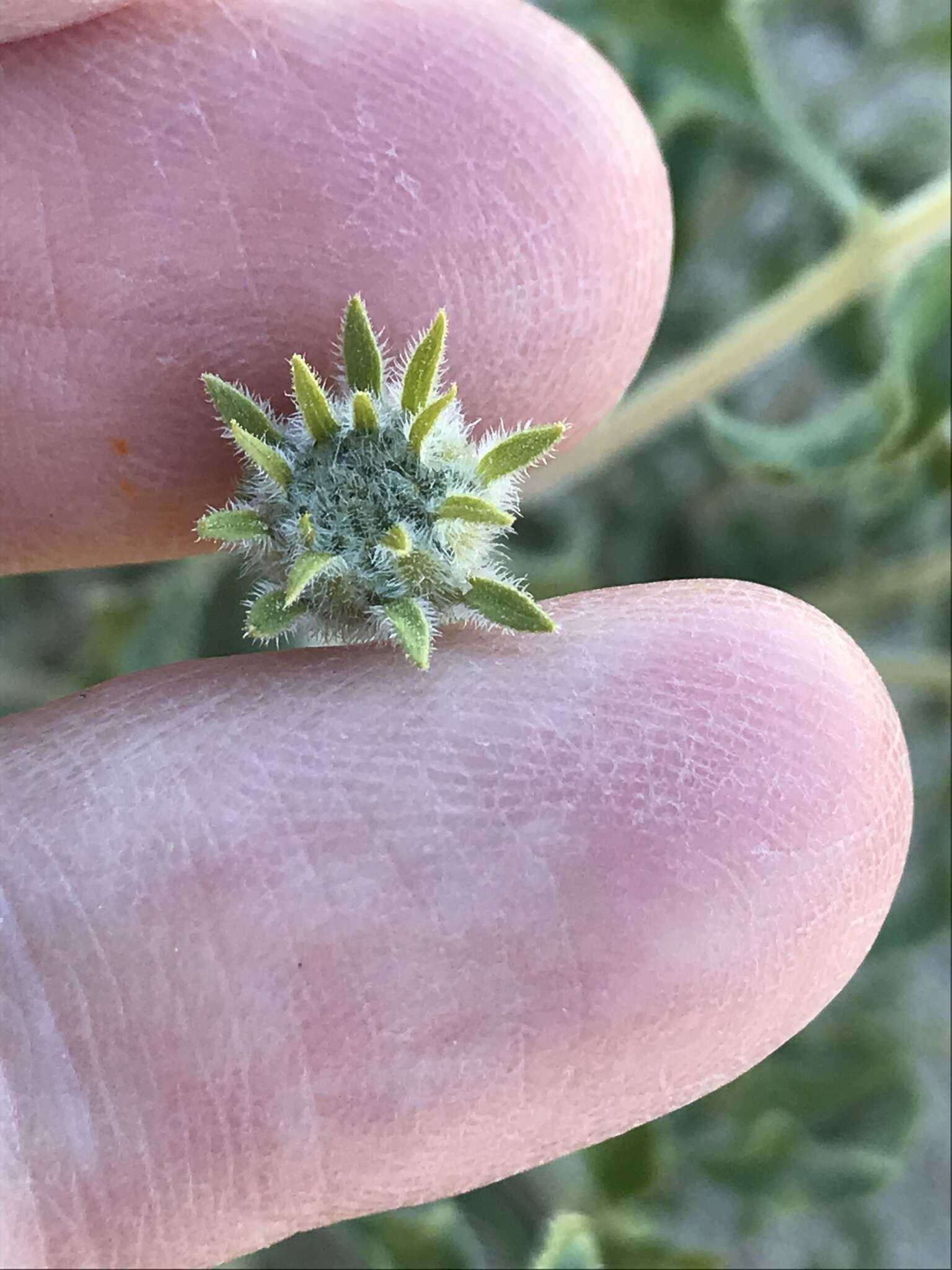 Sivun Encelia frutescens var. frutescens kuva