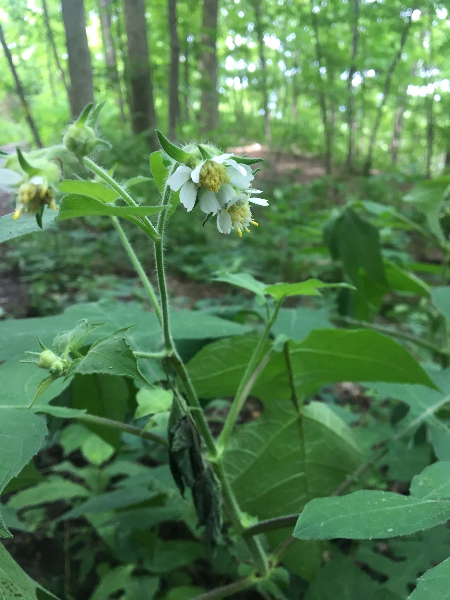 Polymnia canadensis L. resmi