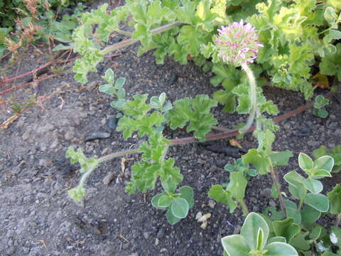 Image of rose scented geranium