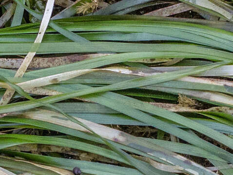 Image of toothed surfgrass