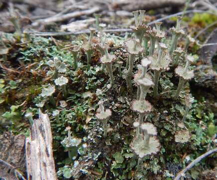 Imagem de Cladonia cervicornis (Ach.) Flot.