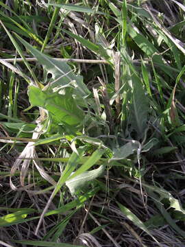 Image of tapertip hawksbeard