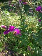 Image of curly plumeless thistle