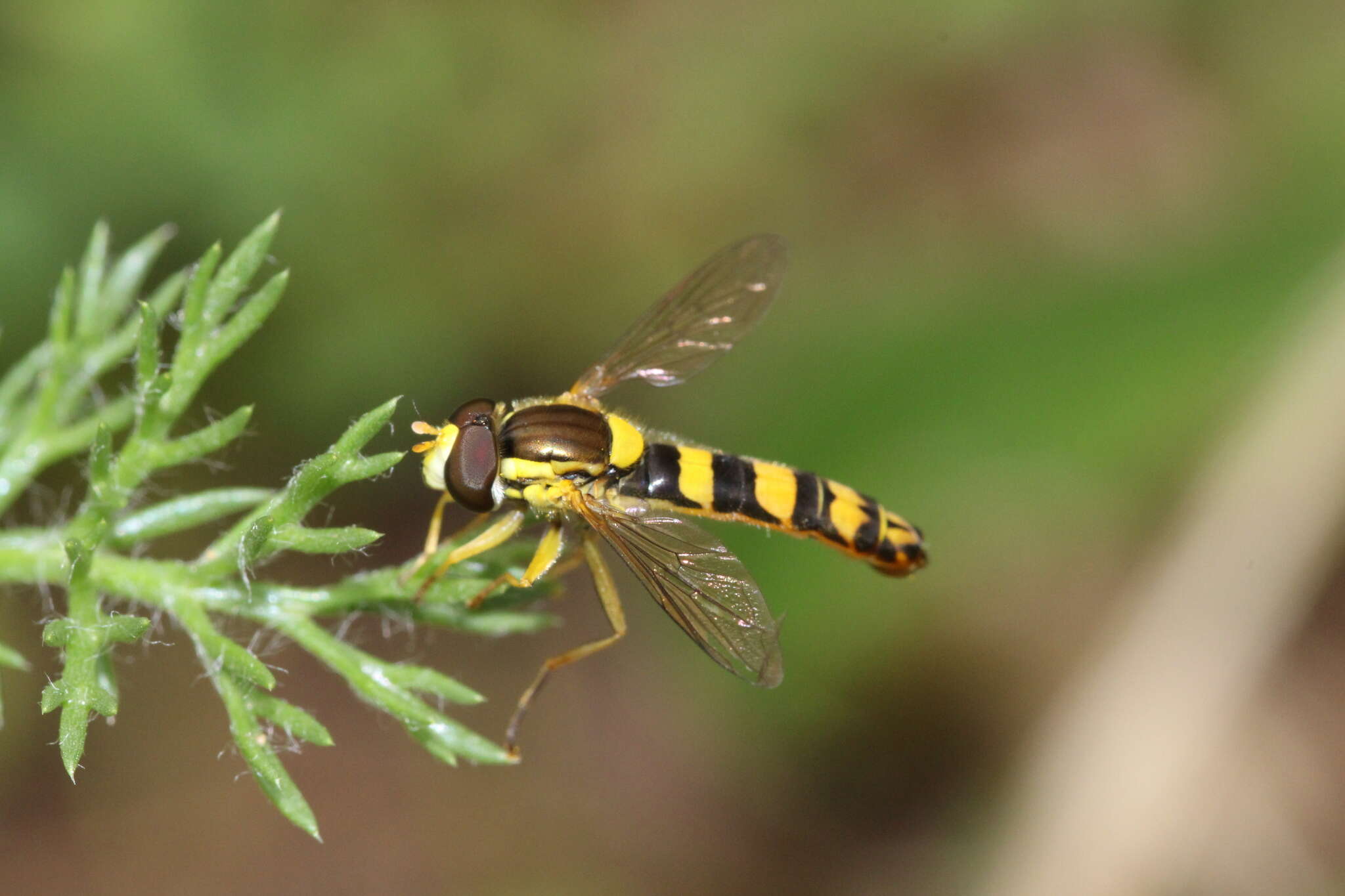 Sphaerophoria scripta (Linnaeus 1758) resmi