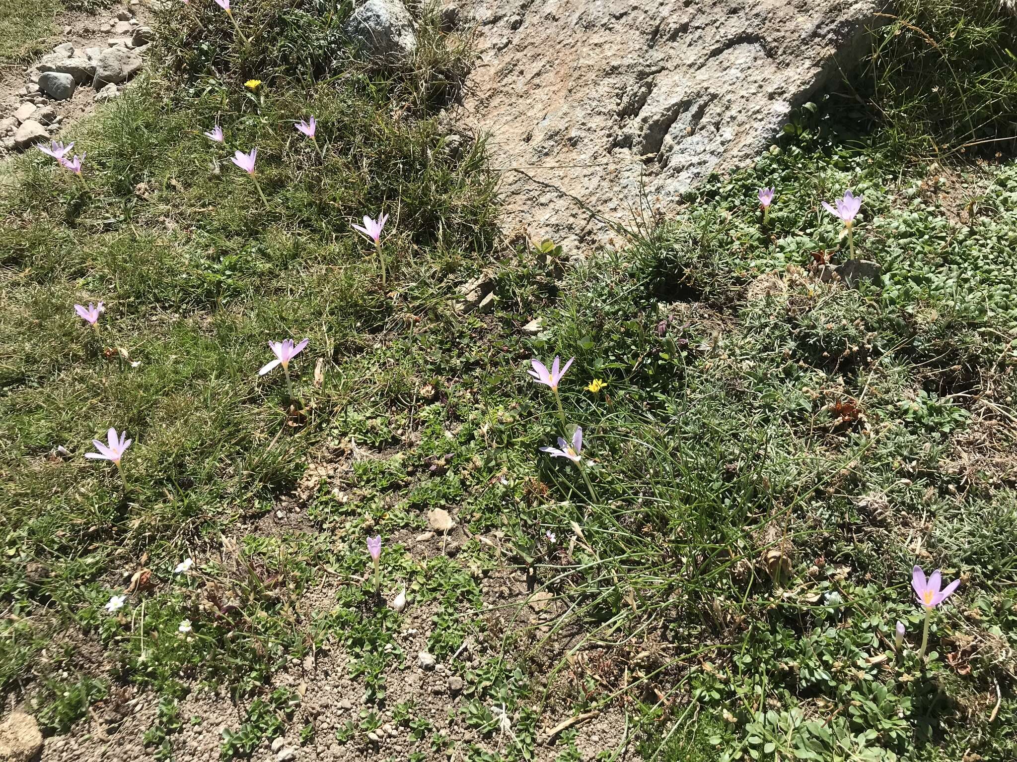 Image of Colchicum nanum K. Perss.