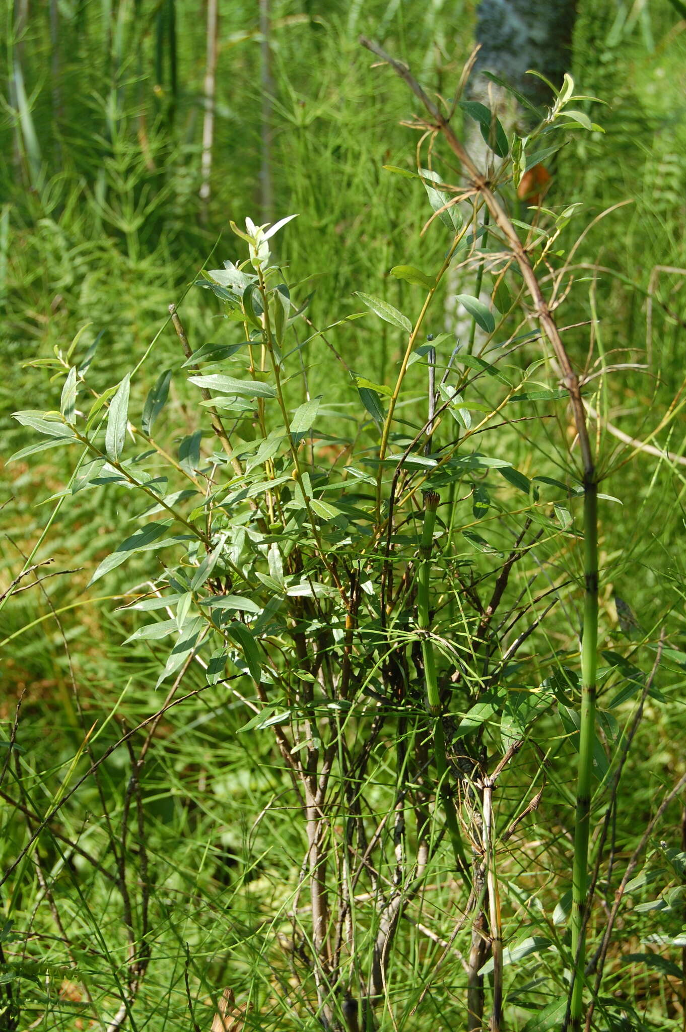 Imagem de Salix rosmarinifolia L.