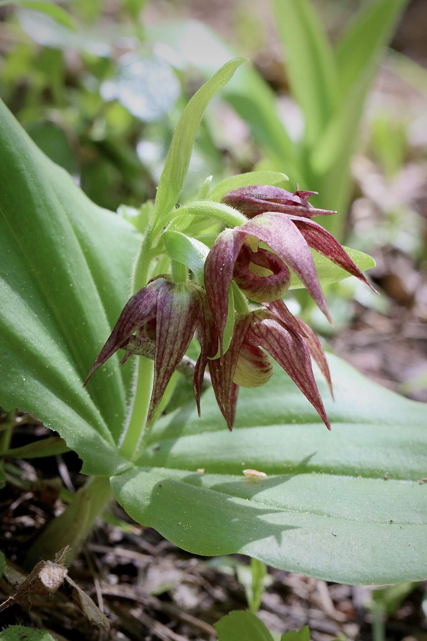 Image of Clustered lady's slipper