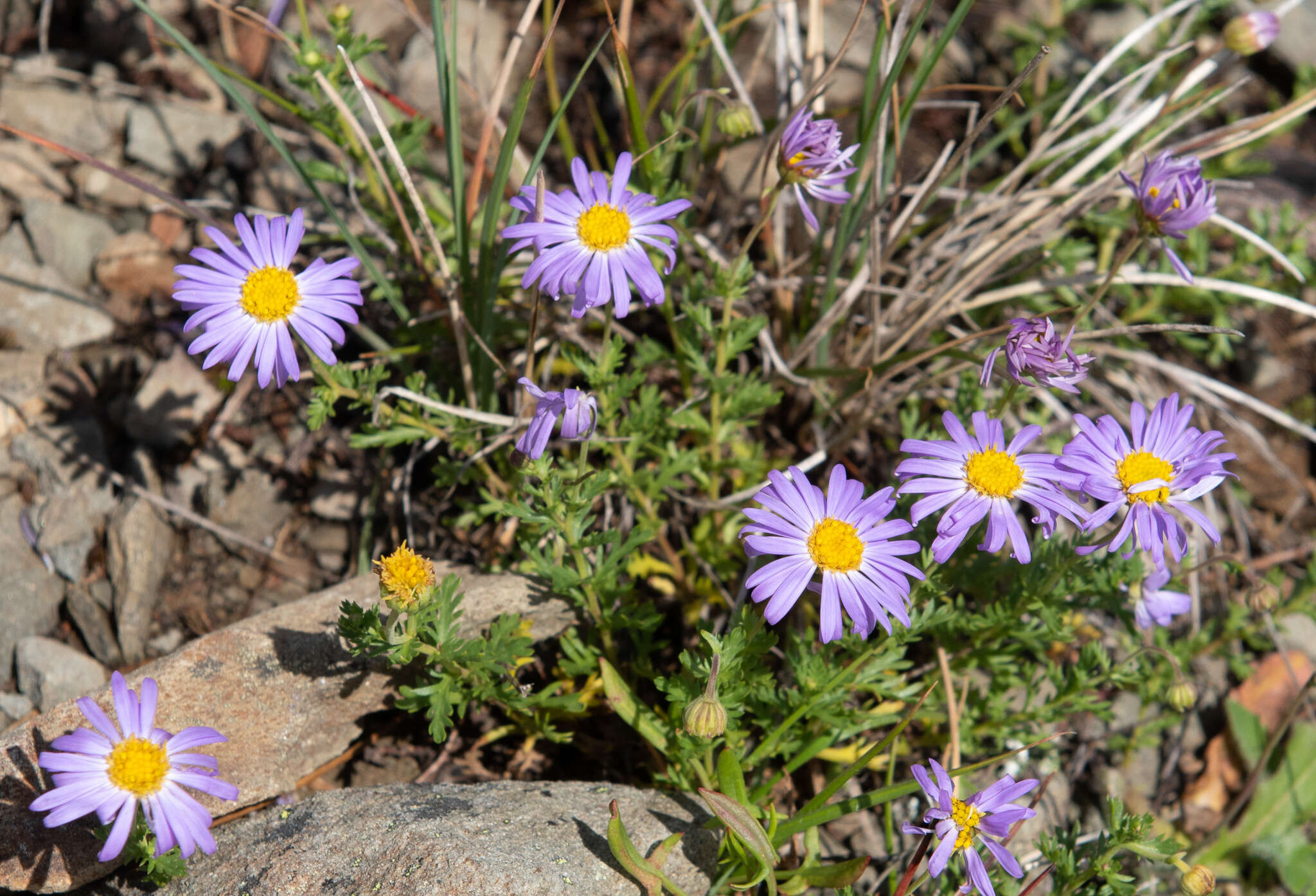 Слика од Brachyscome rigidula (DC.) G. L. Davis