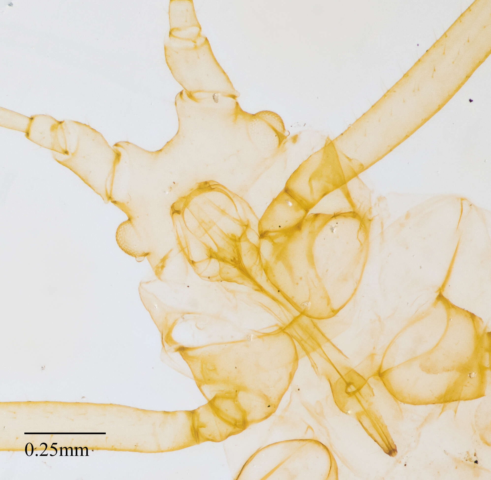 Imagem de Illinoia (Amphorinophora) crystleae (Smith, C. F. & Knowlton 1939)