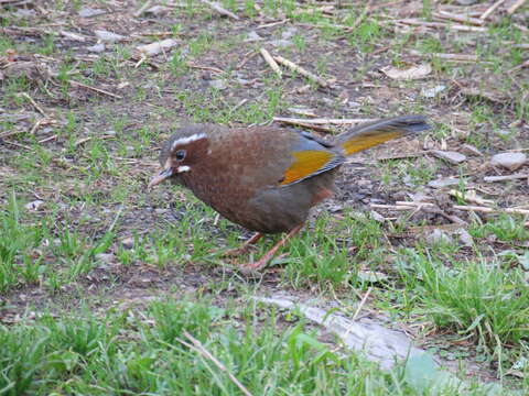 Image of White-whiskered Laughingthrush