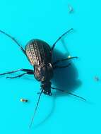 Image of Carabus (Macrothorax) rugosus celtibericus Germar 1824