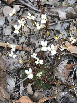 Image of Stylidium piliferum R. Br.