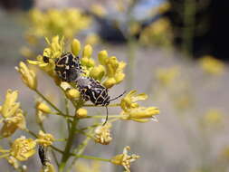 Image of <i>Eurydema lundbladi</i> Lindberg 1960