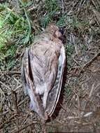 Image of Pallid Scops Owl