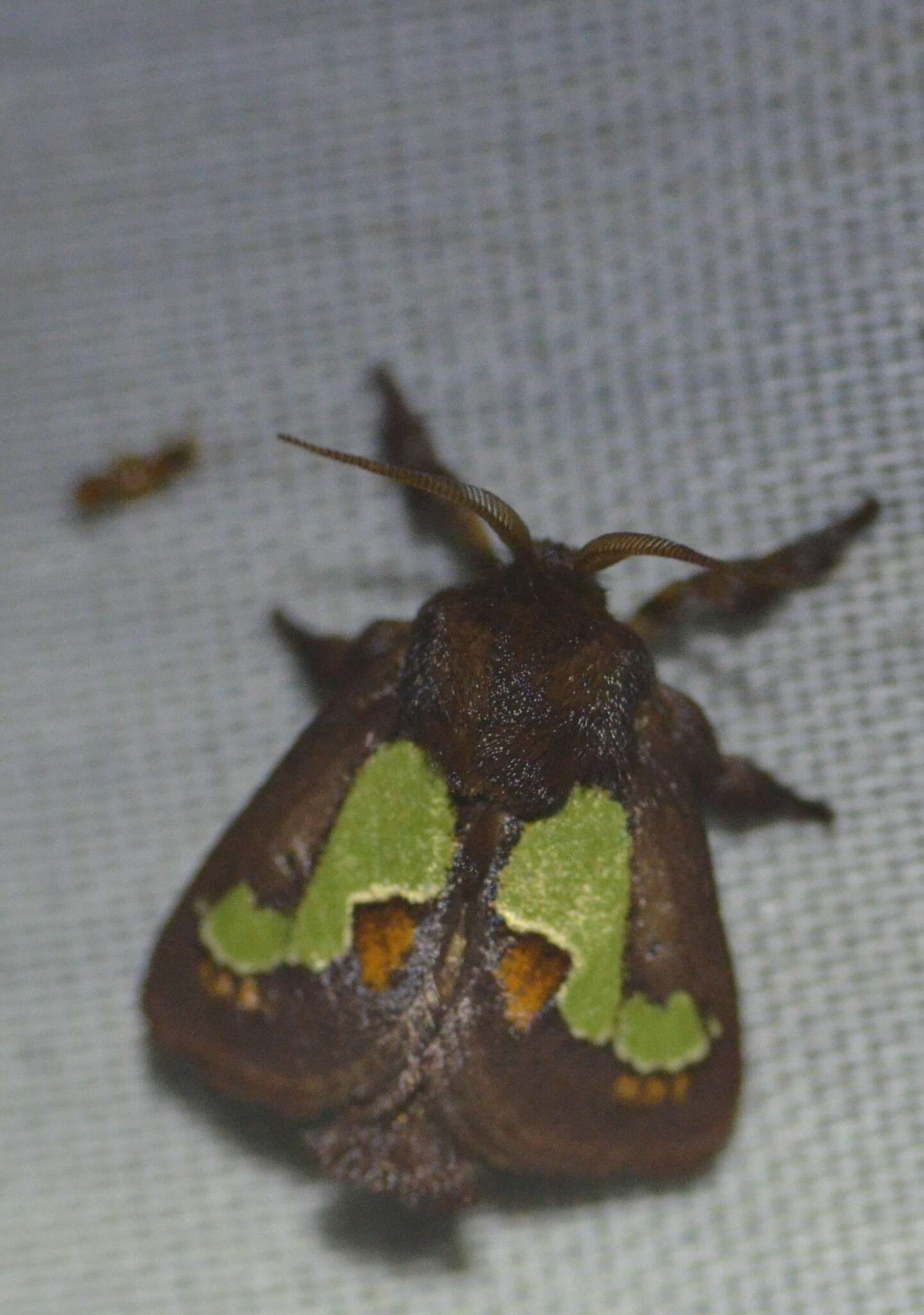 Image of Nanina Oak-Slug Moth
