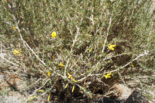 Image of Caragana leucophloea Pojark.