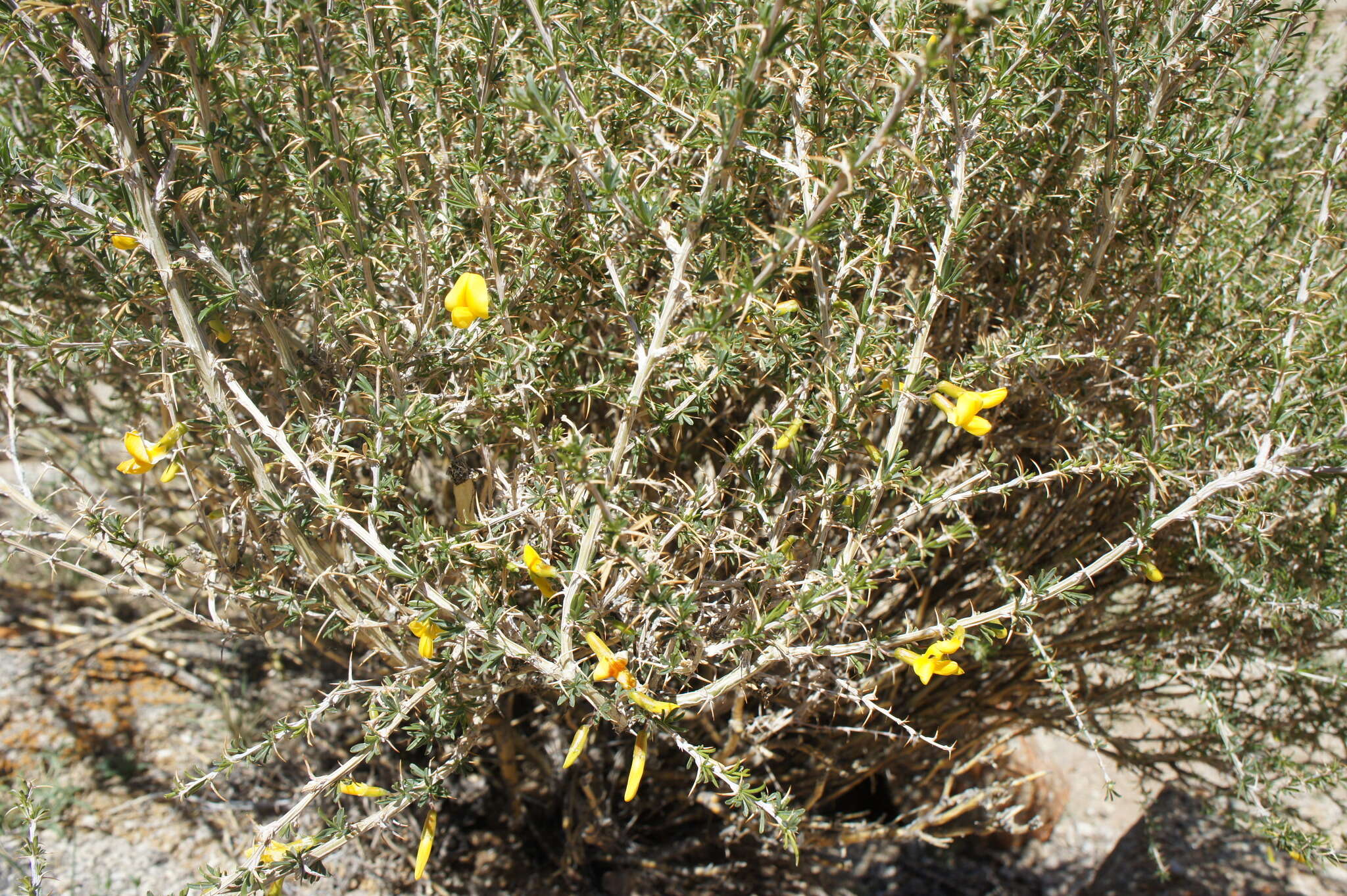 Image of Caragana leucophloea Pojark.