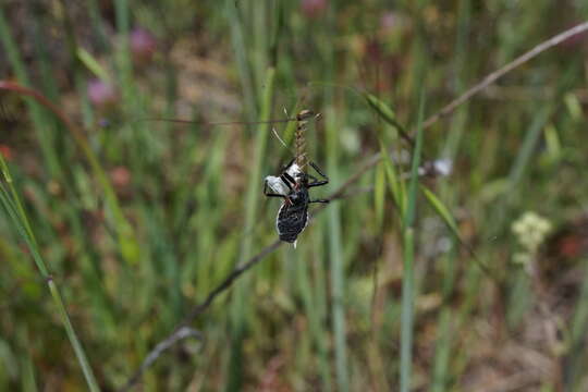 Plancia ëd Apiomerus californicus Berniker & Szerlip ex Berniker et al. 2011