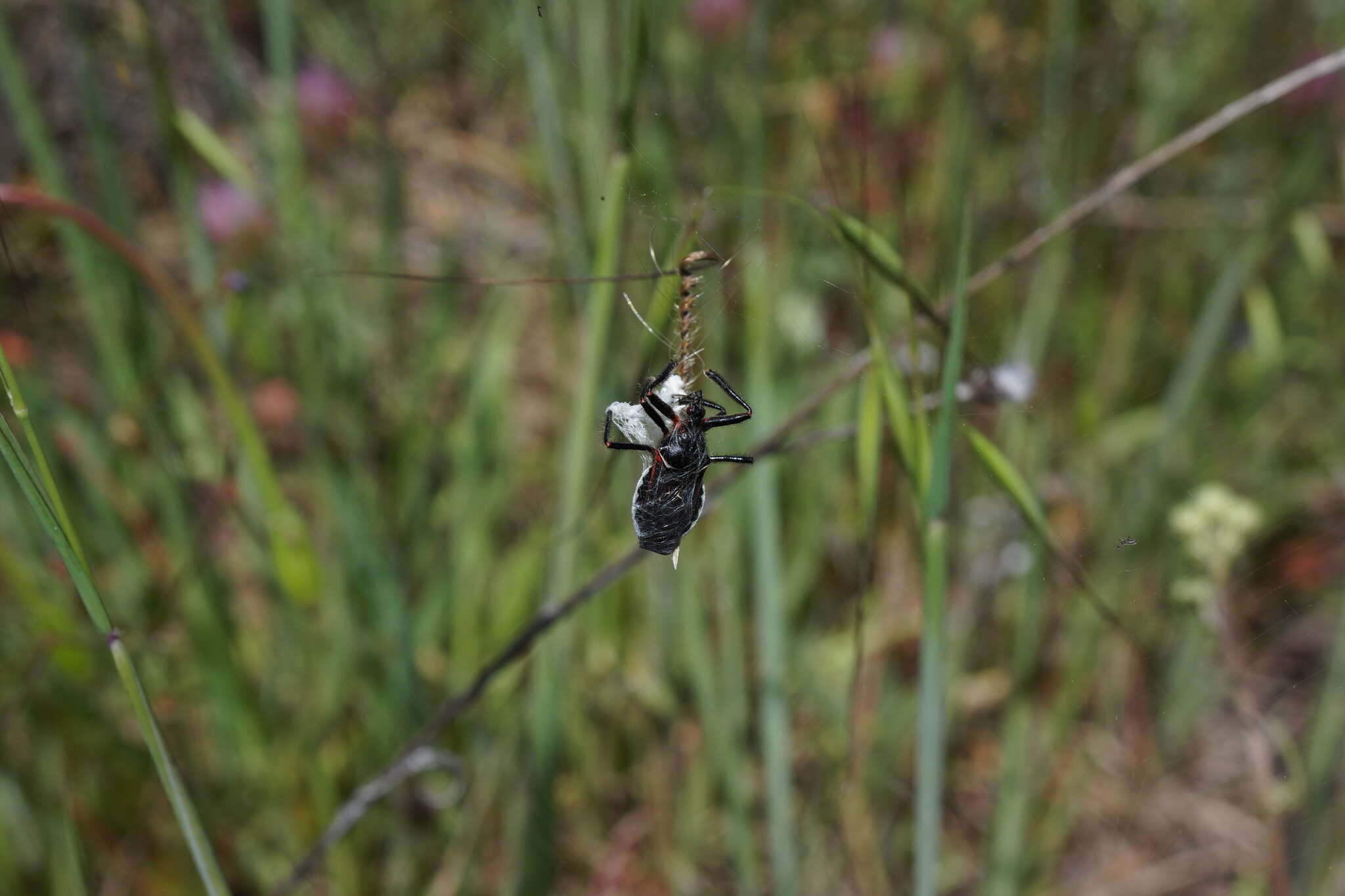 Plancia ëd Apiomerus californicus Berniker & Szerlip ex Berniker et al. 2011