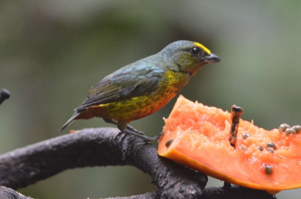 Image of Olive-backed Euphonia