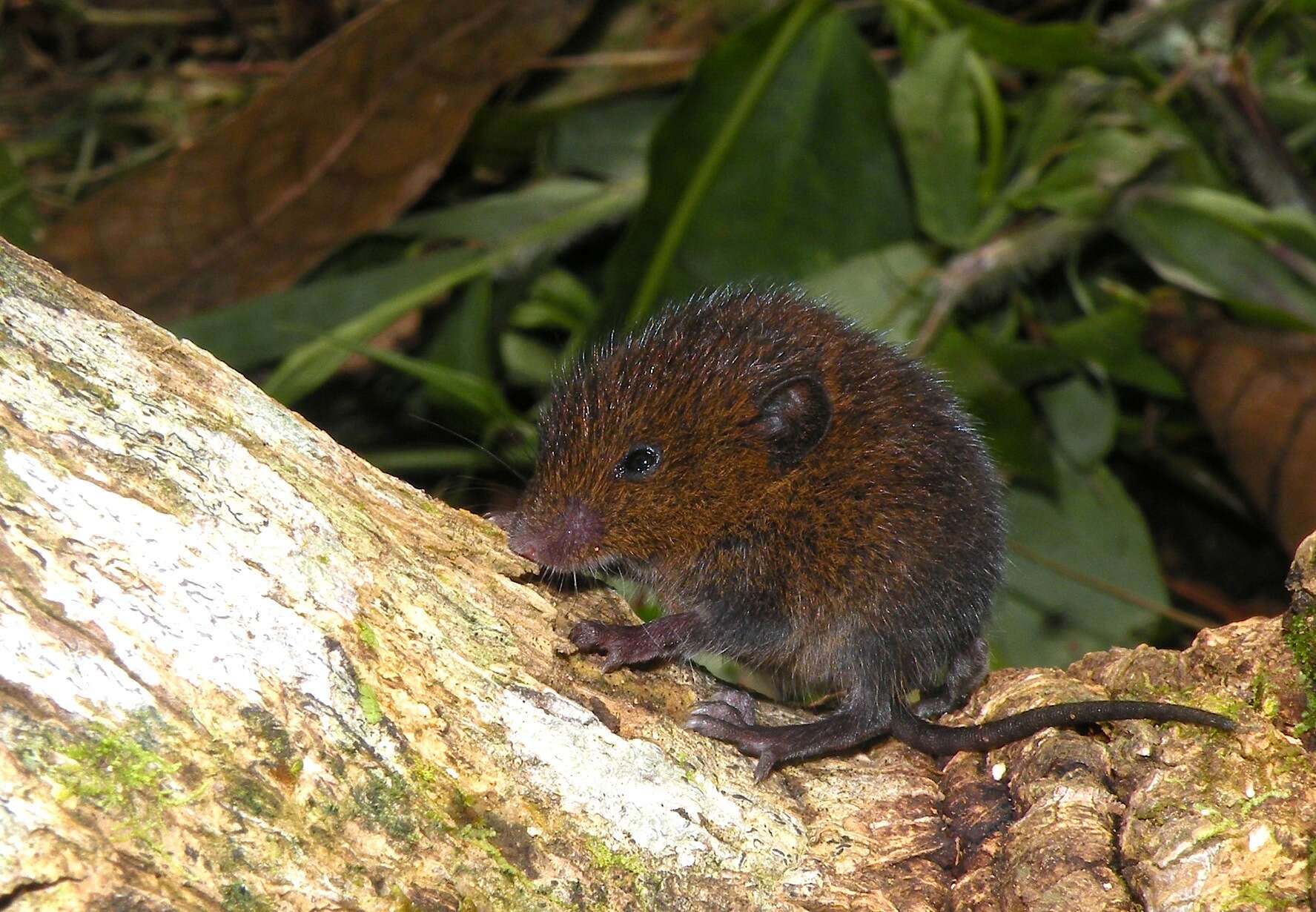 Image of brown mouse