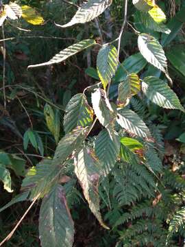 Image of Carpinus viminea Wall. ex Lindl.