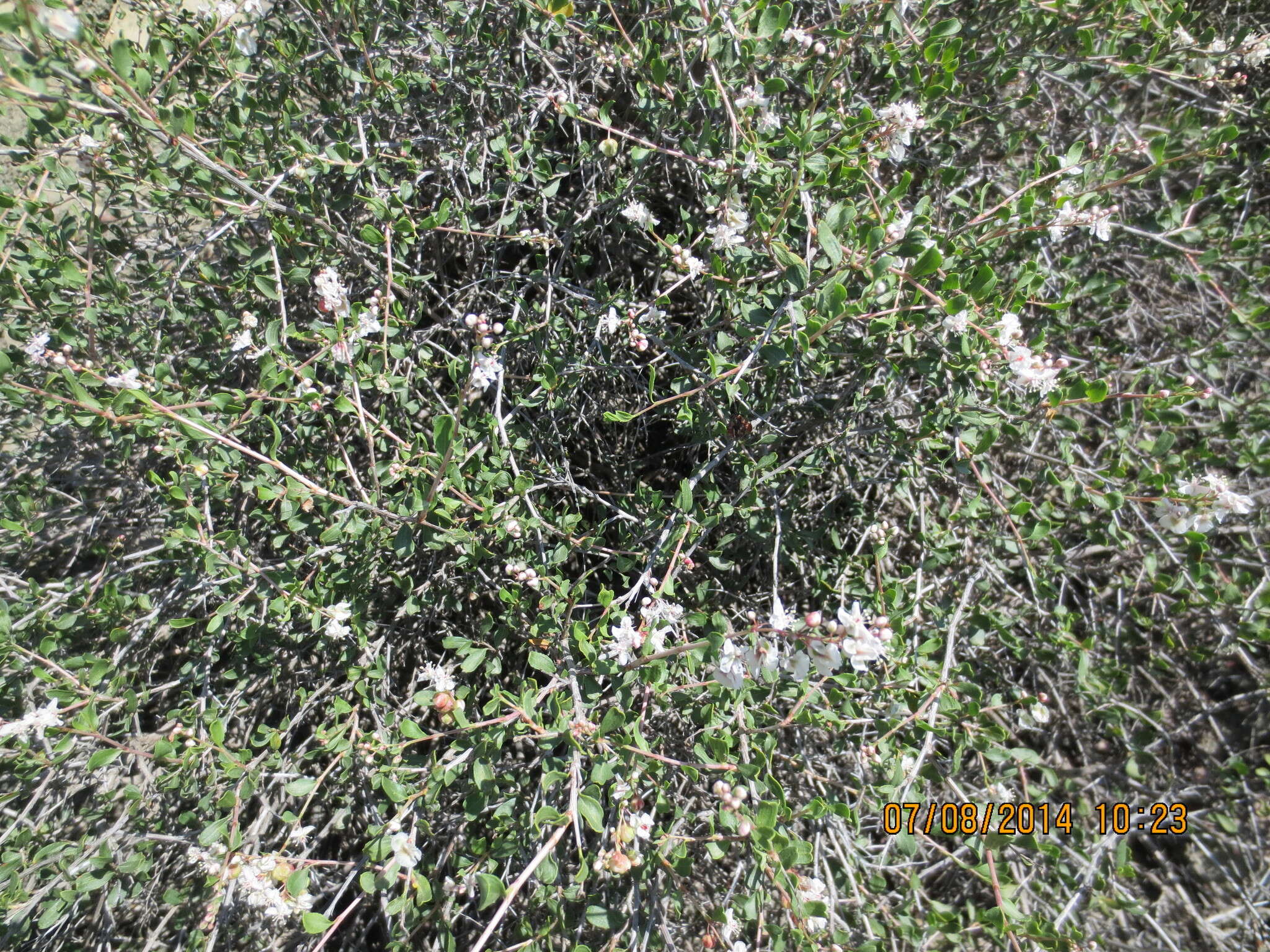 Image of Atraphaxis daghestanica (O. Lovelius) O. Lovelius