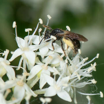 Image of Andrena integra Smith 1853