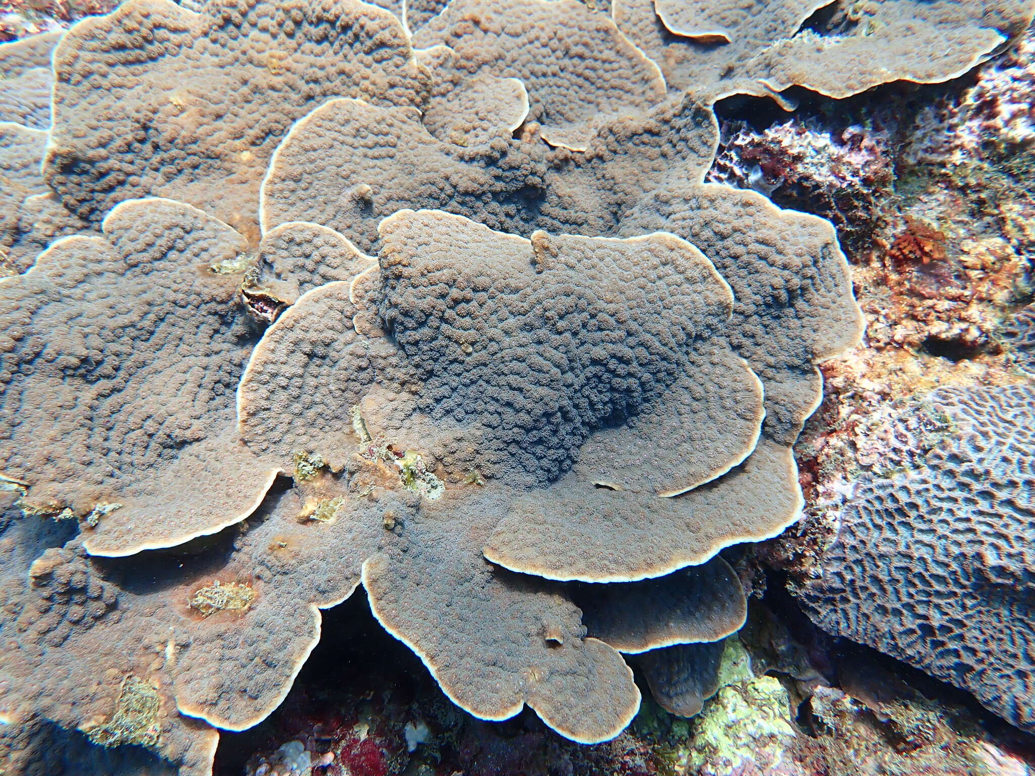 Image of Hedgehog Coral