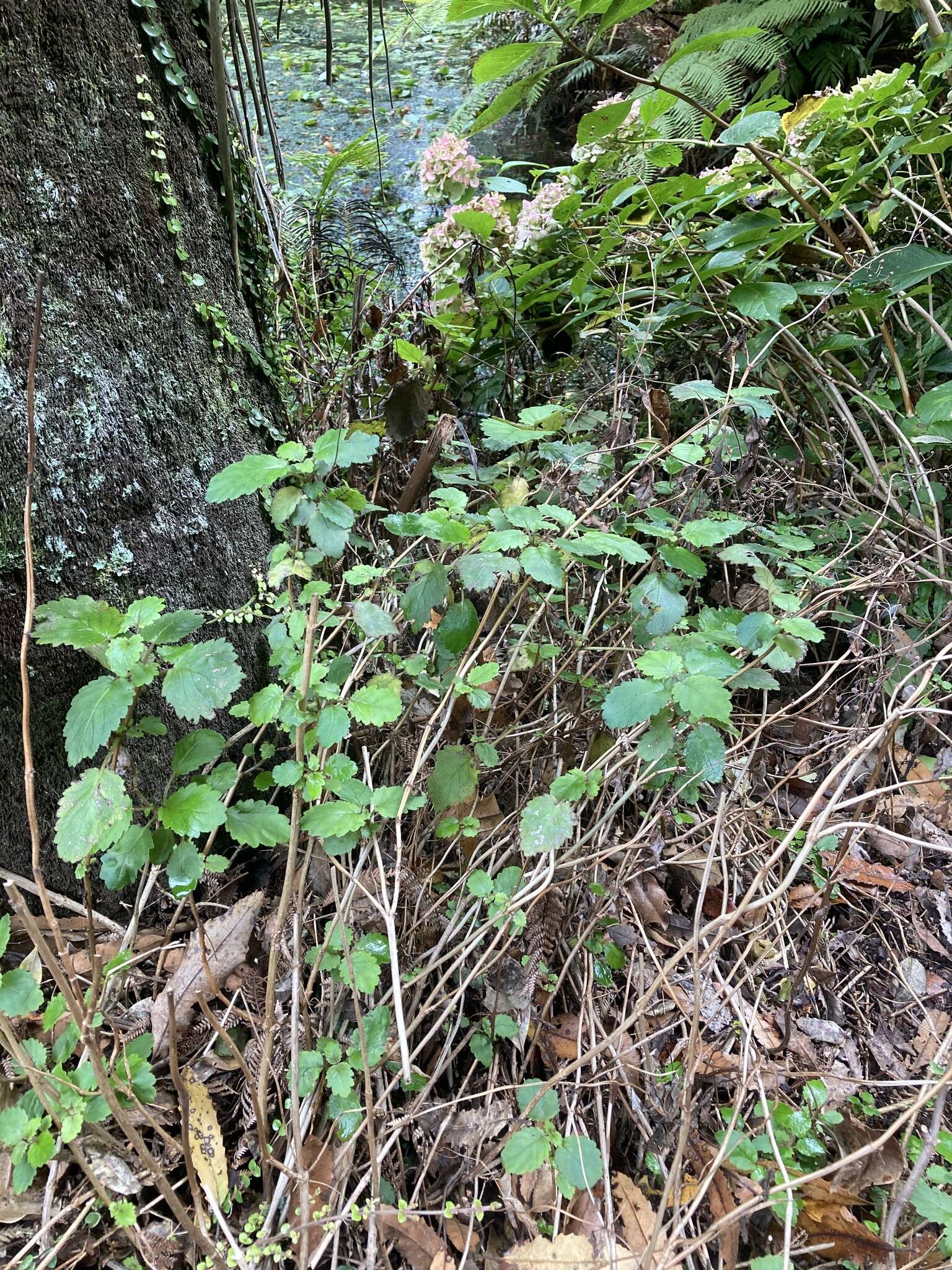 Image of New Zealand calceolaria