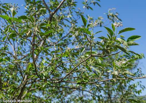 صورة Solanum granulosoleprosum Dun.